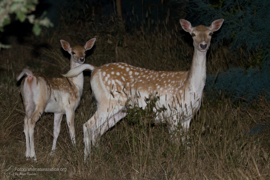 daino, dama dama, fallow deer, Damhirsch, gamo común, Daim européen
