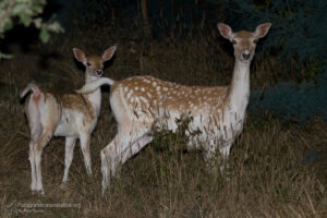 daino, dama dama, fallow deer, Damhirsch, gamo común, Daim européen