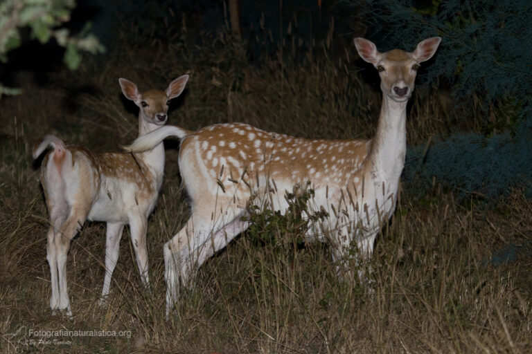 daino, dama dama, fallow deer, Damhirsch, gamo común, Daim européen