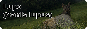 Sezione Lupo canis lupus biodiversità italiana banner