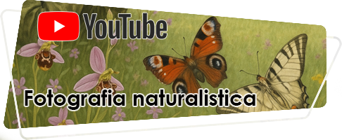Banner canale youtube fotografia naturalistica 