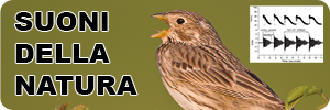 sezione bioacustica banner
