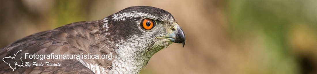 intestazione fotografia naturalistica astore 