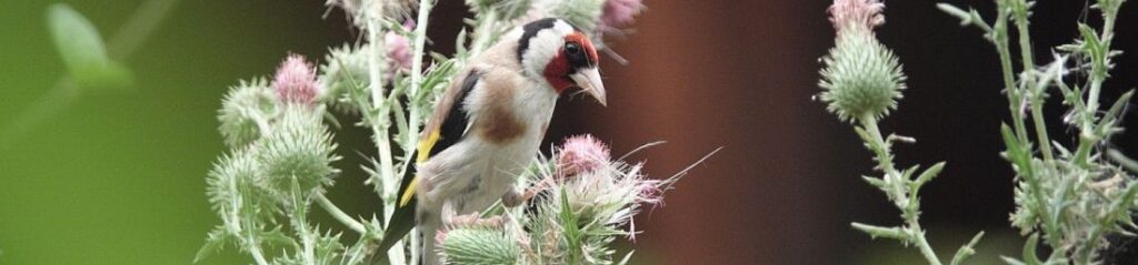piante utili per gli animali nel giardino birdgarden, cardo e cardellino