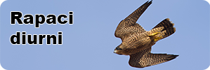 Sezione rapaci diurni biodiversità italiana banner