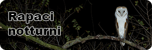 Sezione rapaci notturni biodiversità italiana banner