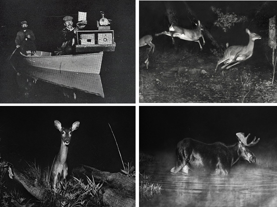 storia del fototrappolaggio Shiras