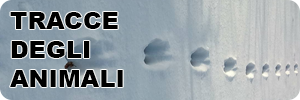 sezione tracce e segni degli animali banner