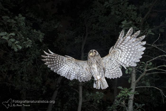 Assiolo (Otus scops) in volo con preda fotografia naturalistica d'azione Hi-Speed
