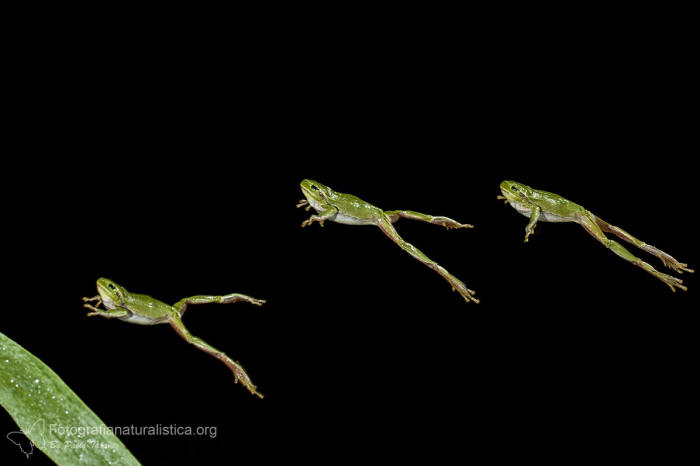 raganella Hyla salto fotografia hi-speed alta velocità