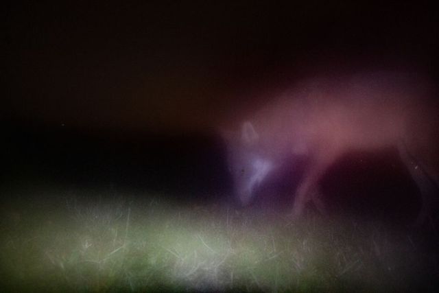 lupo canis lupus fototrappola reflex appannatura