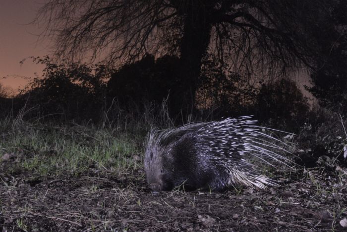 istrice_hystrix_cristata_stachelswein_puercospin_crestado_crested_porcupine_2