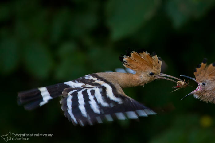 upupa_epops_hoopoe_abubilla_Wiedehopf_Huppe_fasciée
