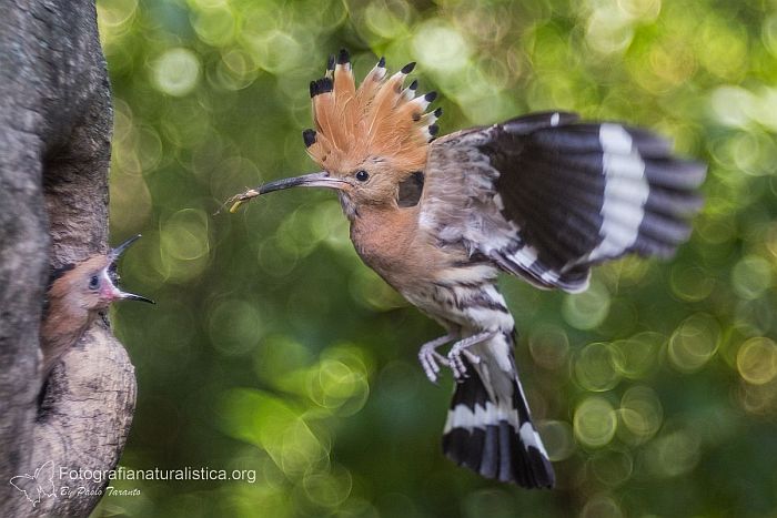 Upupa epops in volo fotografia naturalistica d'azione hi-speed