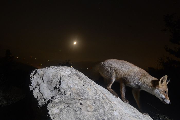 volpe_vulpes_renard_roux_rotfuchs_zorro_red_fox_3