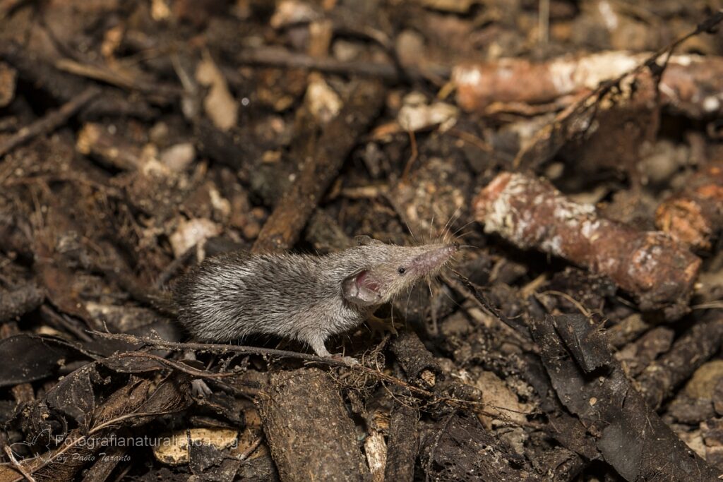 Mustiolo, Suncus etruscus, Etruscan shrew