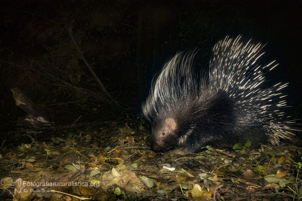 istrice_hystrix_cristata_stachelswein_puercospin_crested_porcupine 