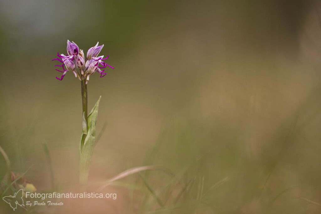 orchidea scimmia, orchis simia