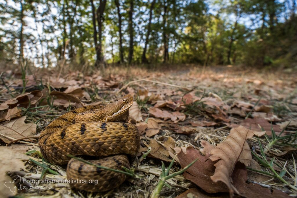 vipera aspis