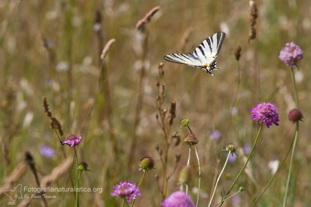 Podalirio_Iphiclides_podalirius_Scarce_swallowtail_Segelfalter_chupa_leche_Flambé_1
