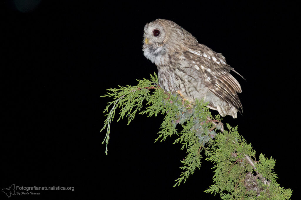 allocco_strix_aluco_tawny_owl_waldkauz_carabo_comun_chouette_hulotte
