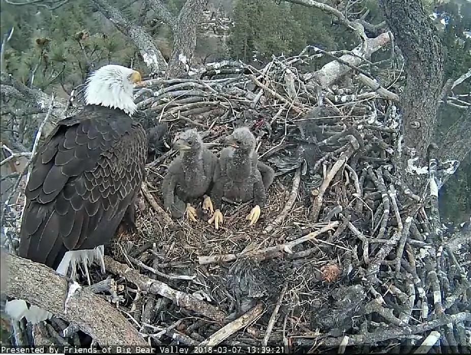 aquila calva americana webcam online