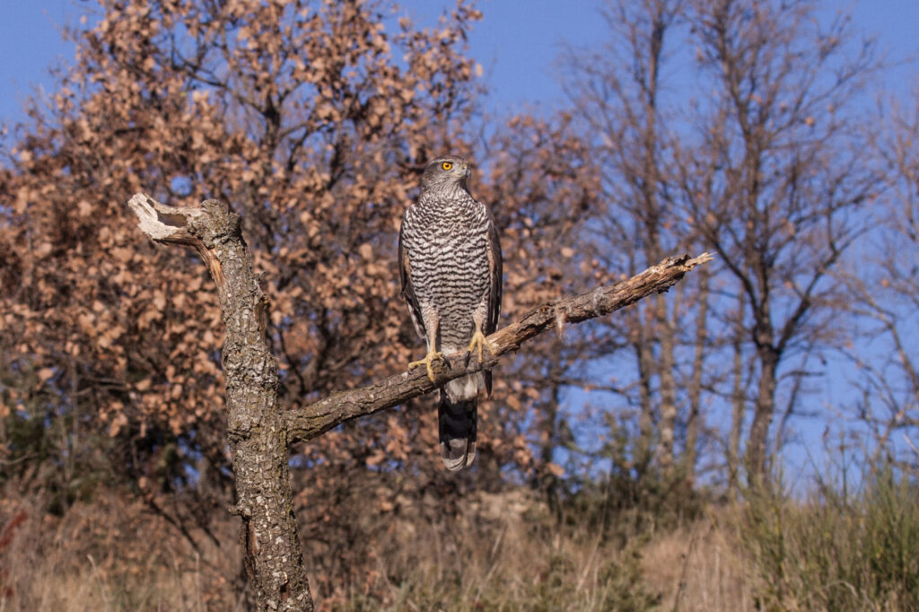 astore_accipiter_gentilis_goshawk_northern_habicht_azor_autour
