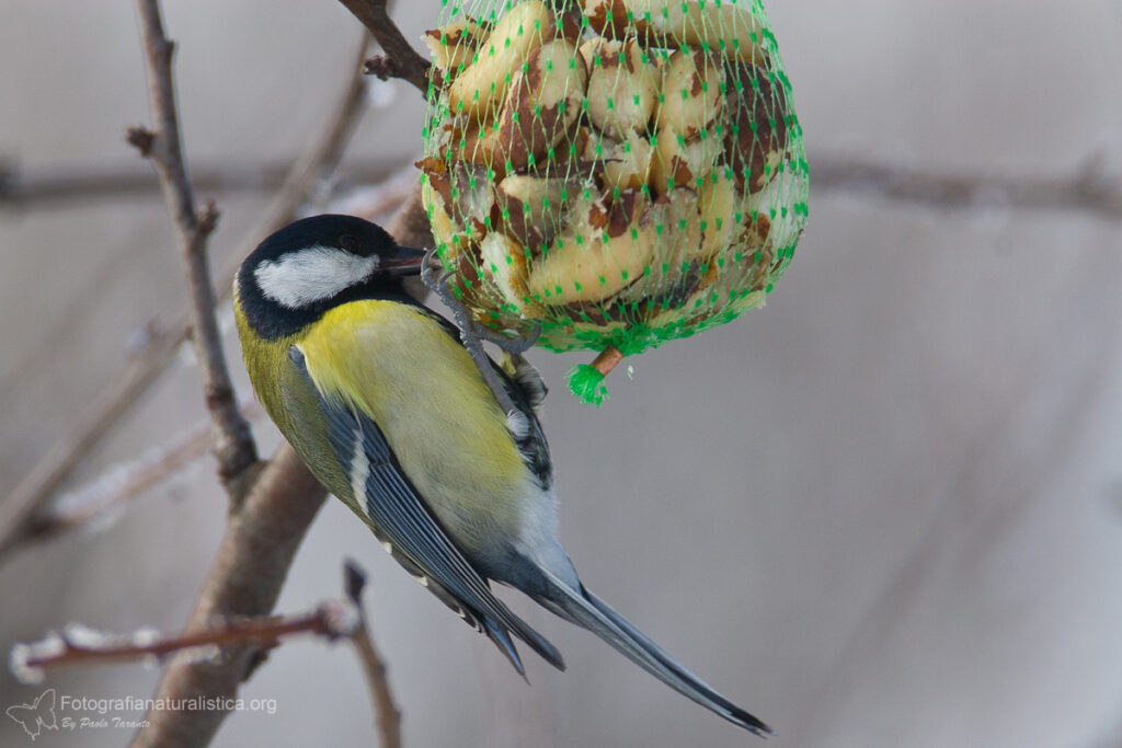 cinciallegra_parus_major_great_tit_carbonero_comun