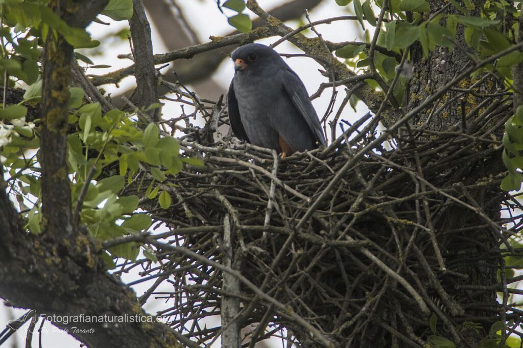 falco_cuculo_vespertinus_red-footed_falcon_rotfussfalke_cernicalo_patirrojo_faucon_kobez