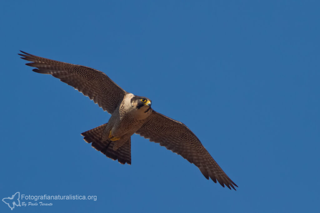 falco_pellegrino_falco_peregrinus_peregrine_falcon_wanderfalken