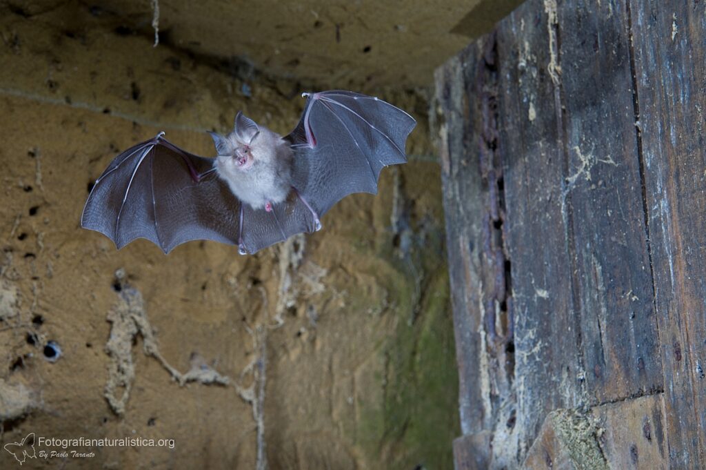 ferro_di_cavallo_minore_Rhinolophus_hipposideros_lesser_horseshoe_bat 