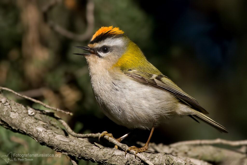 fiorrancino_regulus_ignicapillus_firecrest_reyezuelo_listado