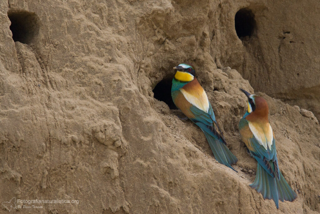 gruccione_merops_apiaster_bee-eater_bienenfresser_abejaruco_guepier
