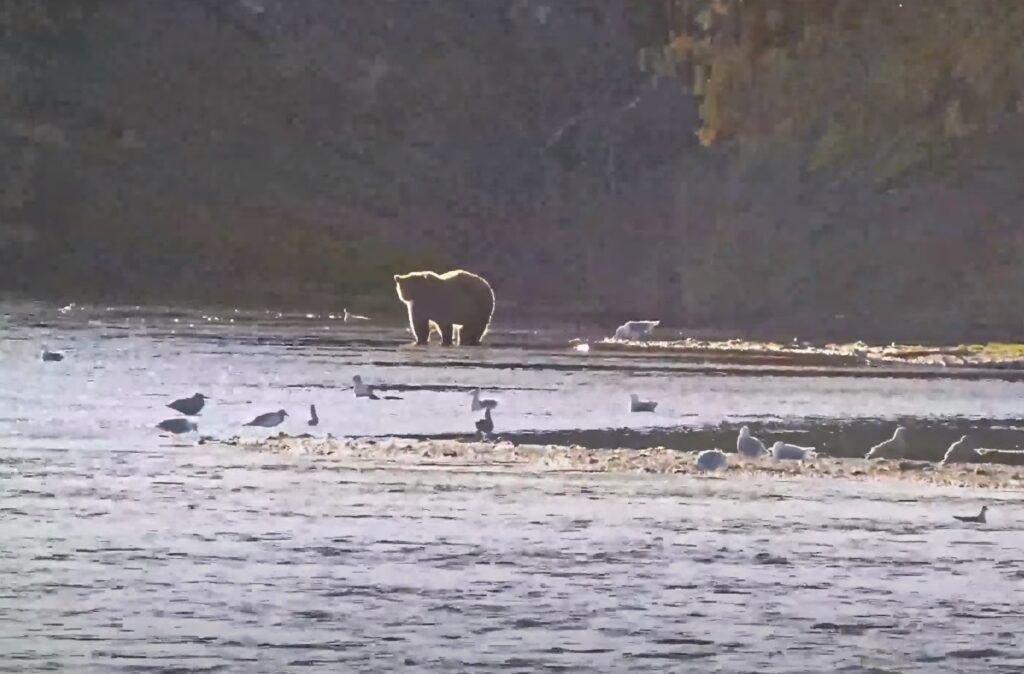 orso webcam