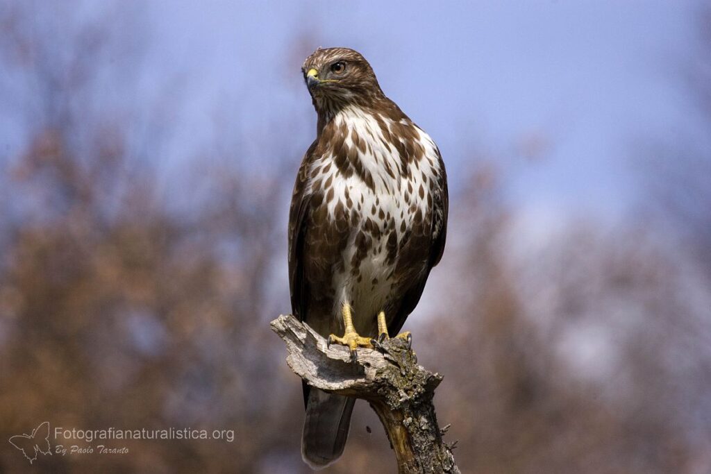 poiana_comune_buteo_buteo_common_buzzard_rato_nero