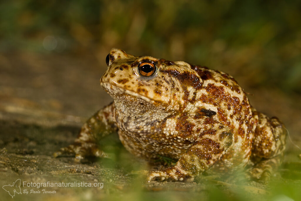 rospo_bufo_bufo_common_toad_erpetologia_fotografia_naturalistica_nature_photography