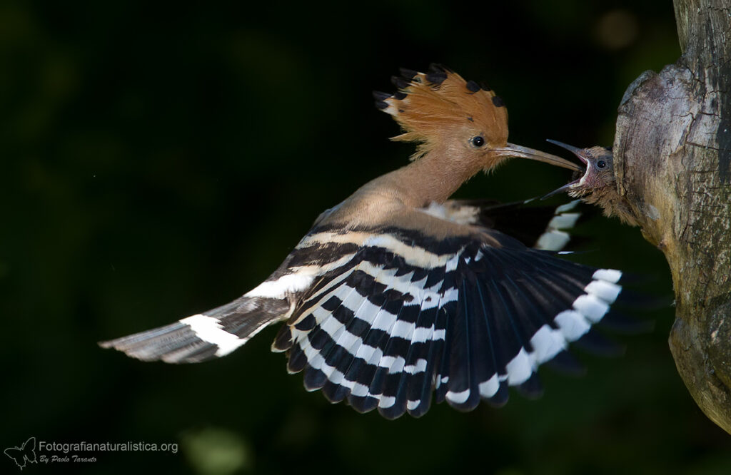 upupa_epops_hoopoe_abubilla_Wiedehopf_Huppe_fasciée