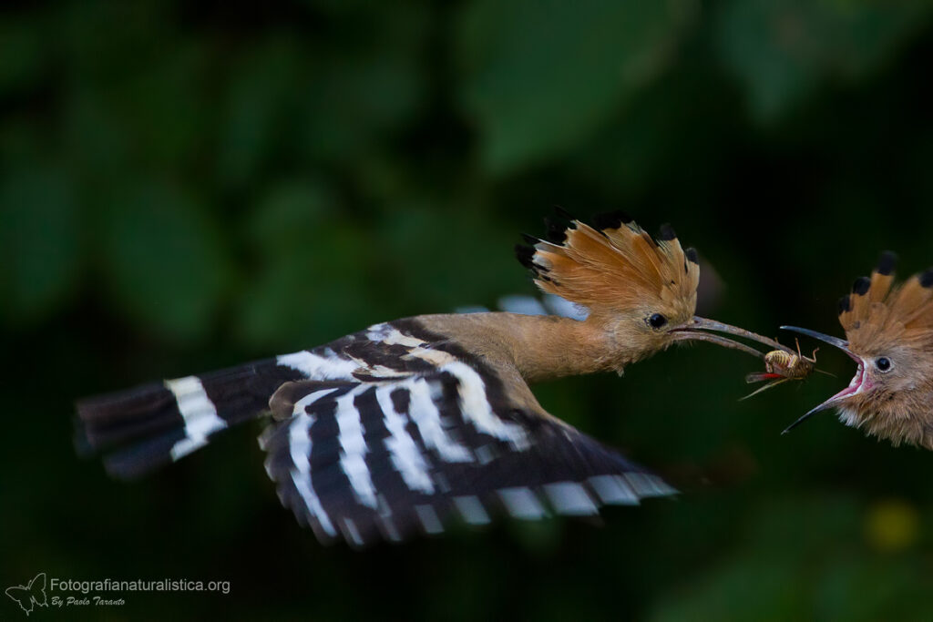 upupa_epops_hoopoe_abubilla_Wiedehopf_Huppe_fasciée