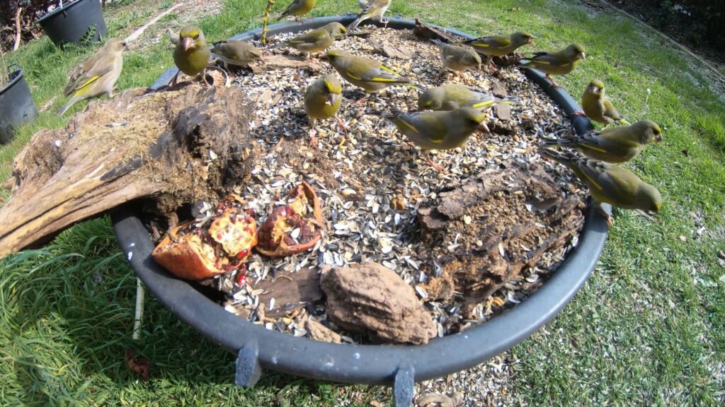 verdoni mangiatoia aspetti etici legali alimentazione fauna selvatica birdgardening rischio malattie