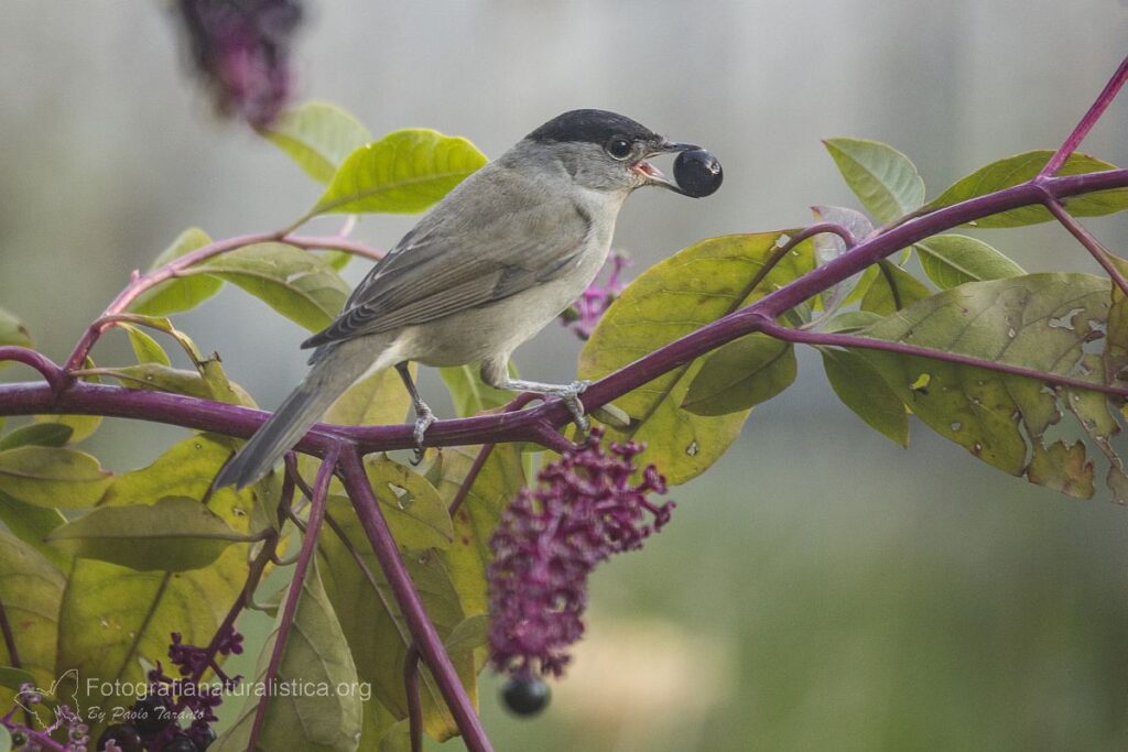 capinera uva turca Phytolacca piante utili giardino birdgarden