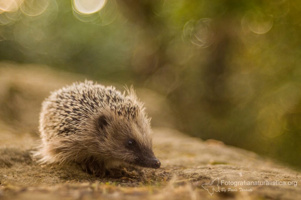 Riccio (Erinaceus europaeus)