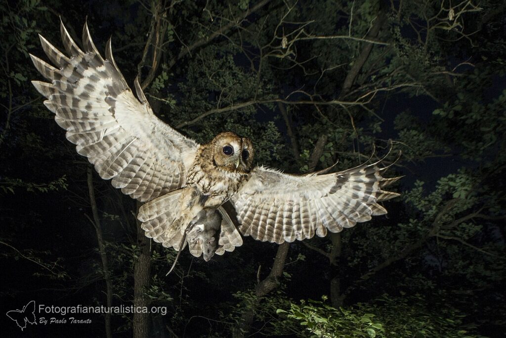 allocco_strix_aluco_tawny_owl_waldkauz_carabo_comun_chouette_hulotte (3)