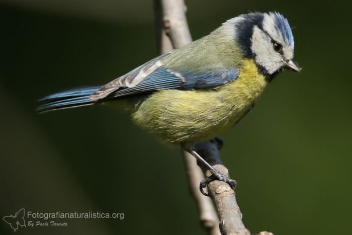 cinciarella_parus_Cyanistes_caeruleus_blue_tit_fotografia_naturalistica (50)