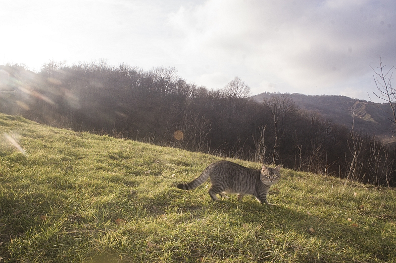 gatto vagante libero biodiversità