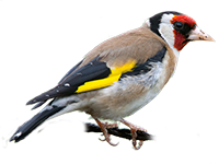 Cardellino icona png