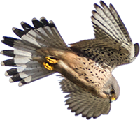 gheppio icona png