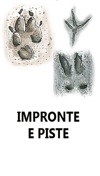 Impronte e piste animali