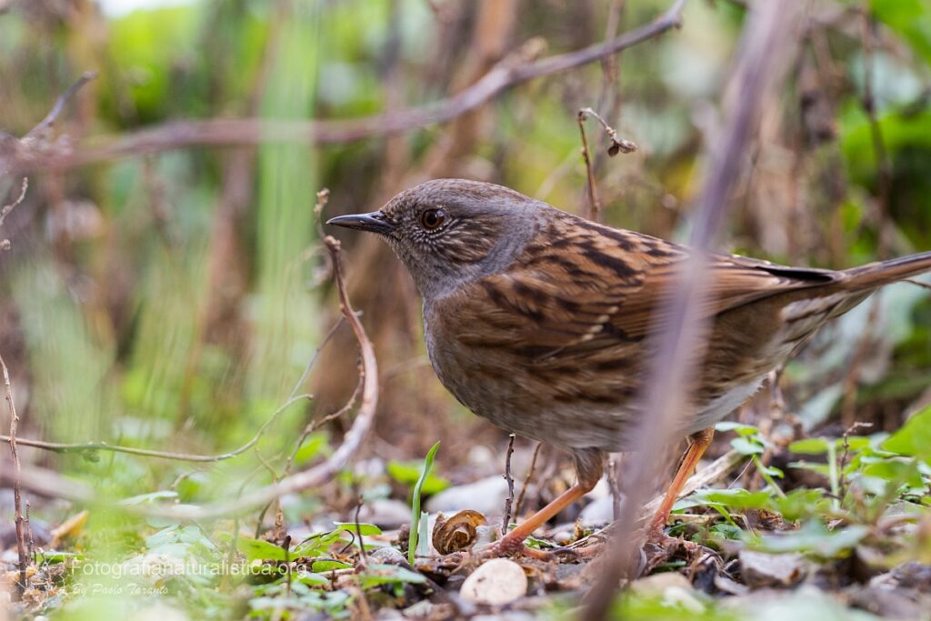 passera scopaiola birdgarden