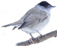 capinera icona png