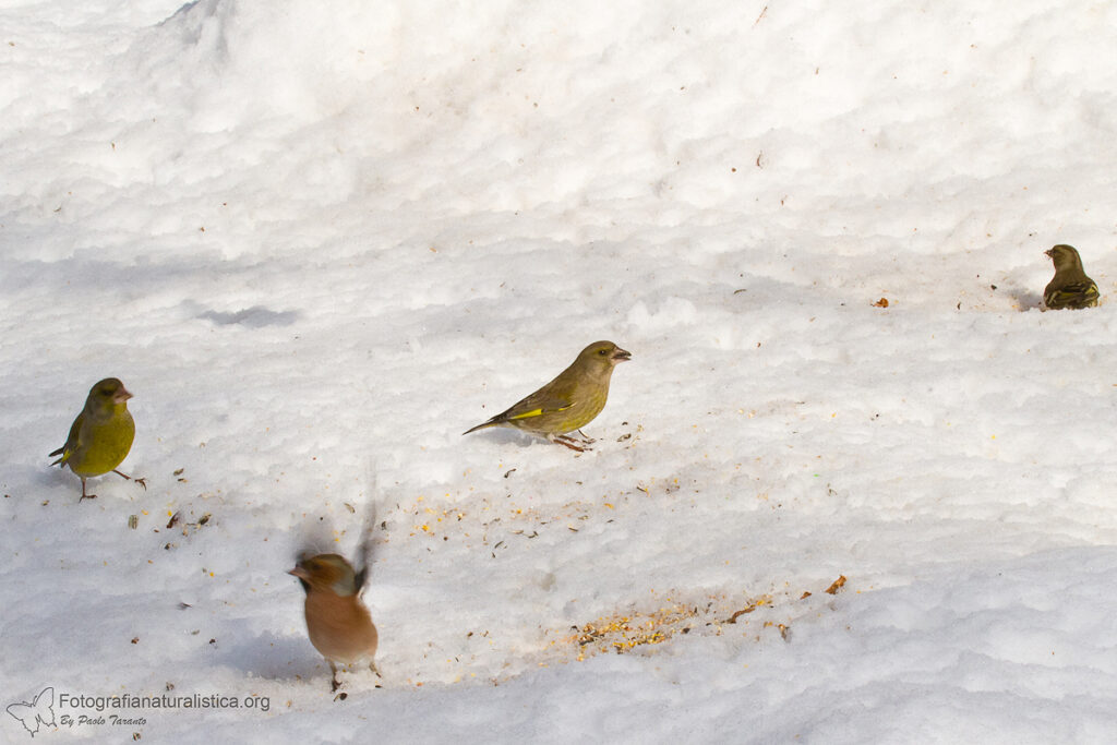 verdoni alimentazione birdgarden